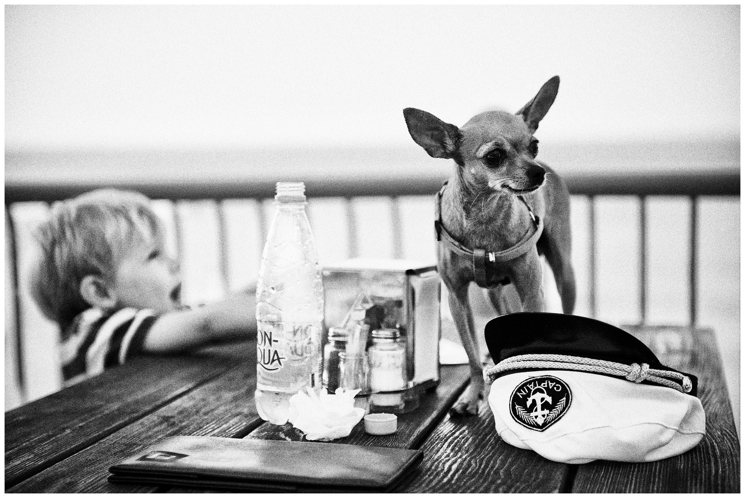 Kaliningrad, Russia. A dog stands on a table in a restaurant in Svetlogorsk.