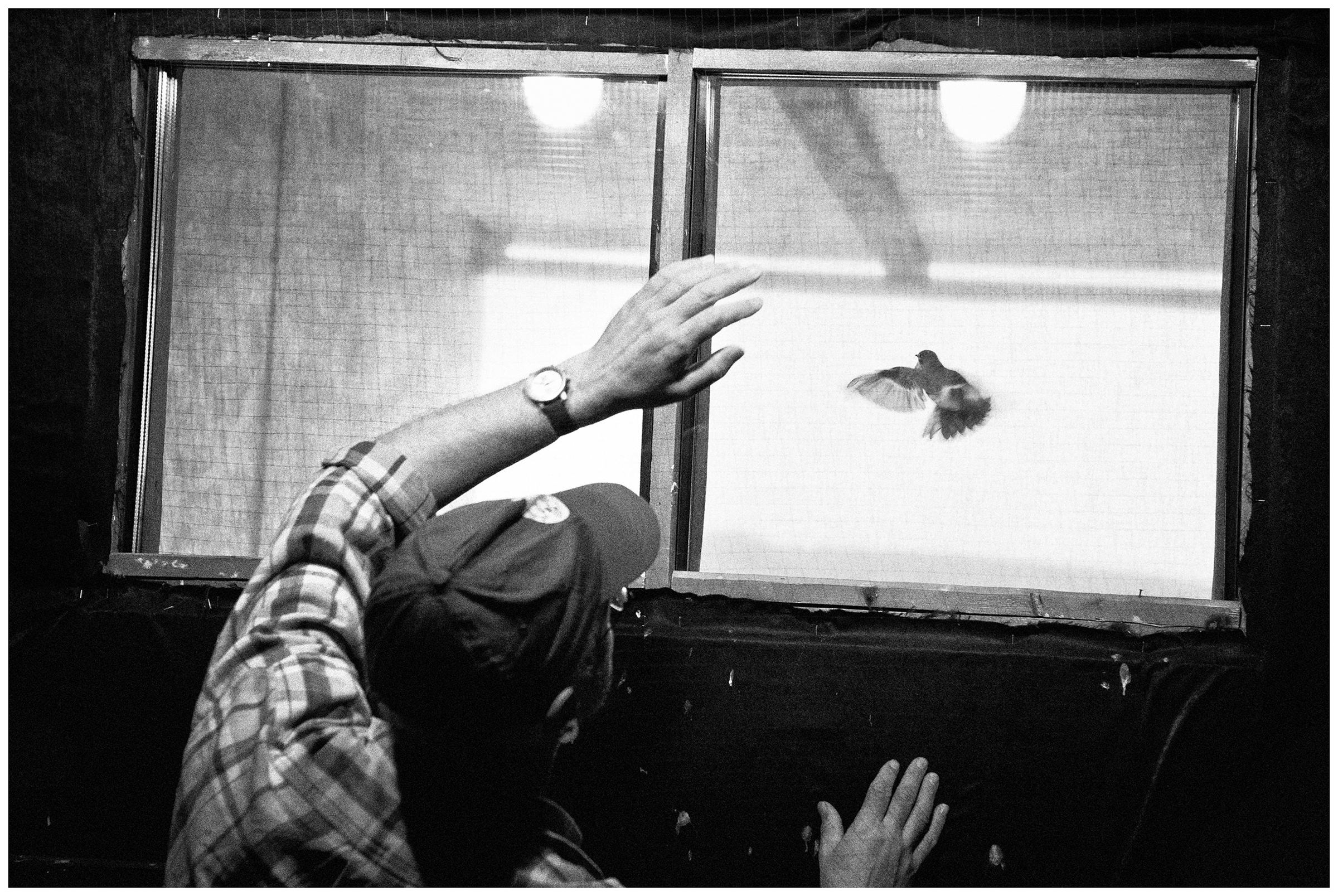 Kaliningrad, Russia. An ornithologist catches a bird on the Curonian Spit.