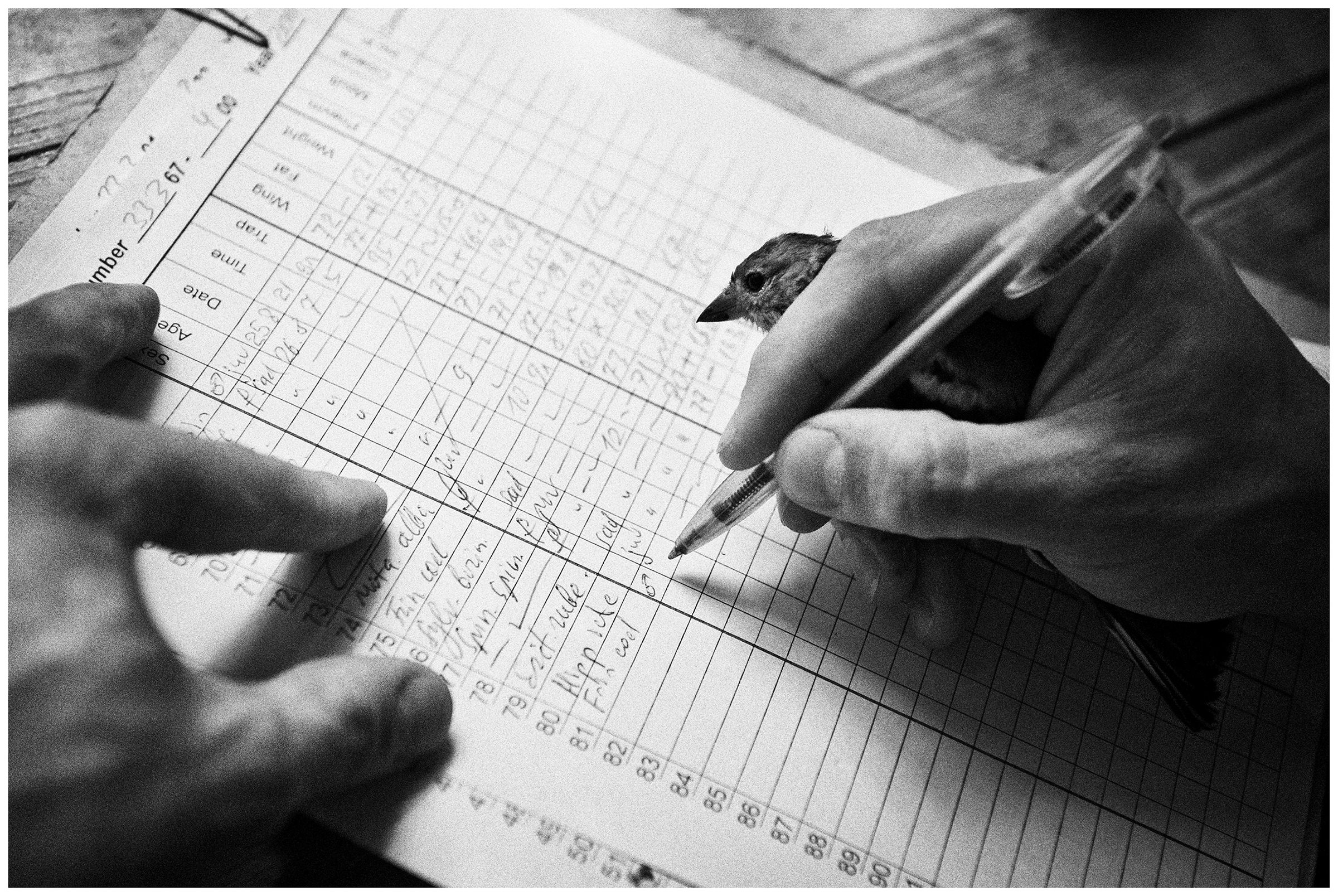 Kaliningrad, Russia. An ornithologist describes a bird on the Curonian Spit.
