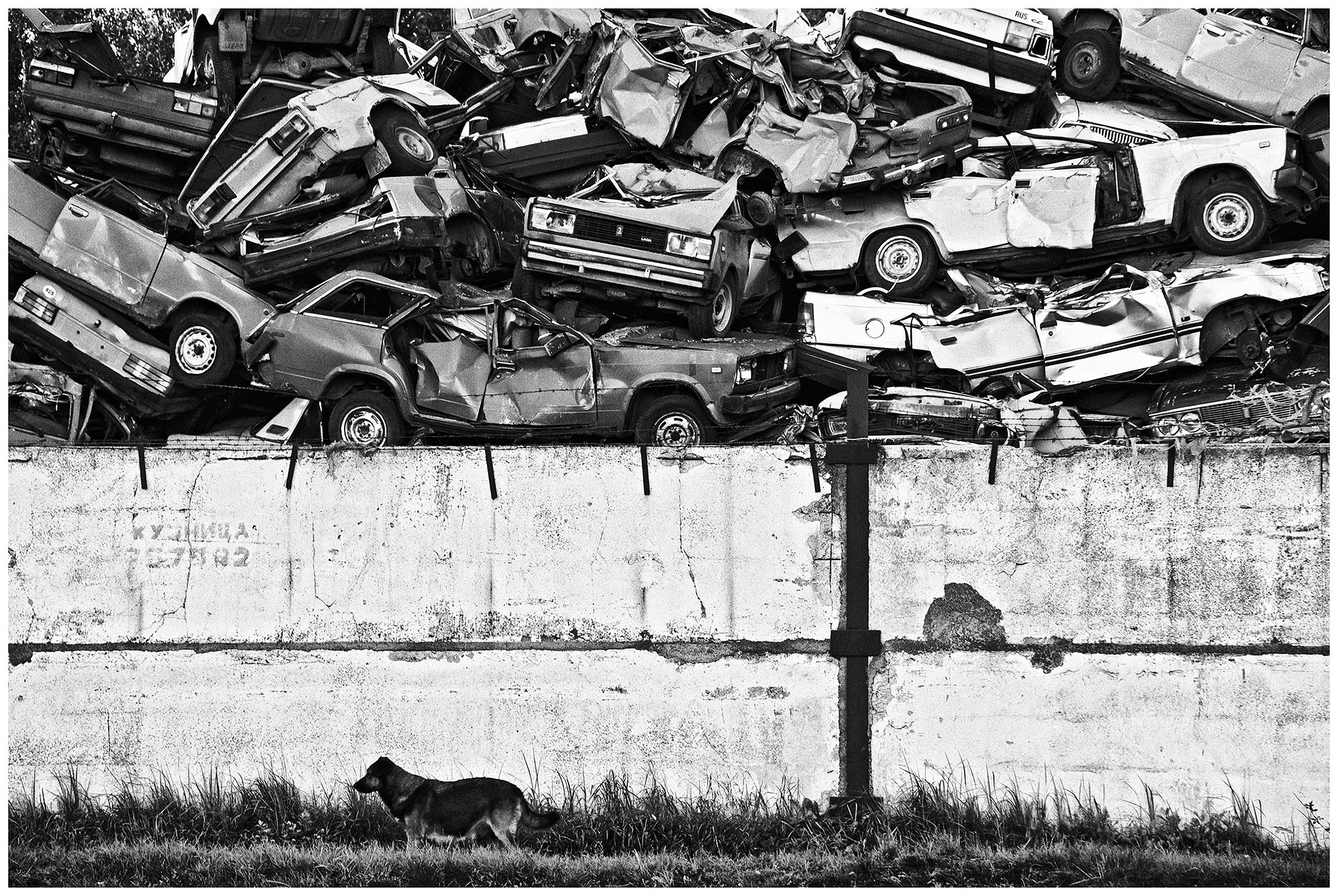 Kaliningrad, Russia. A dog passes Autoscrap.