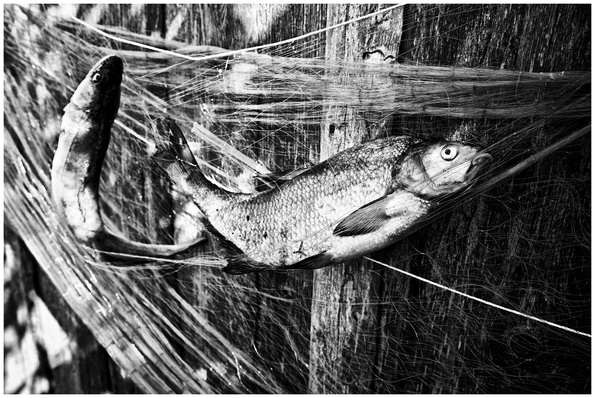 Kaliningrad, Russia. Fish are in the fishing net.