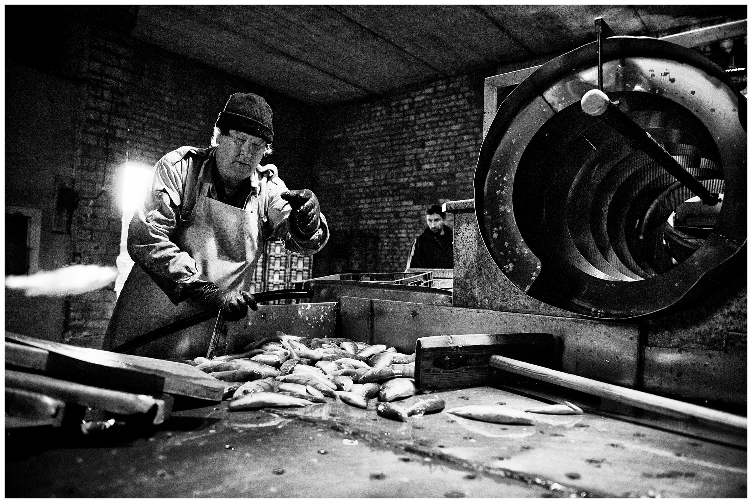 Kaliningrad, Russia. A man in a fish processing factory sorts out the fish.