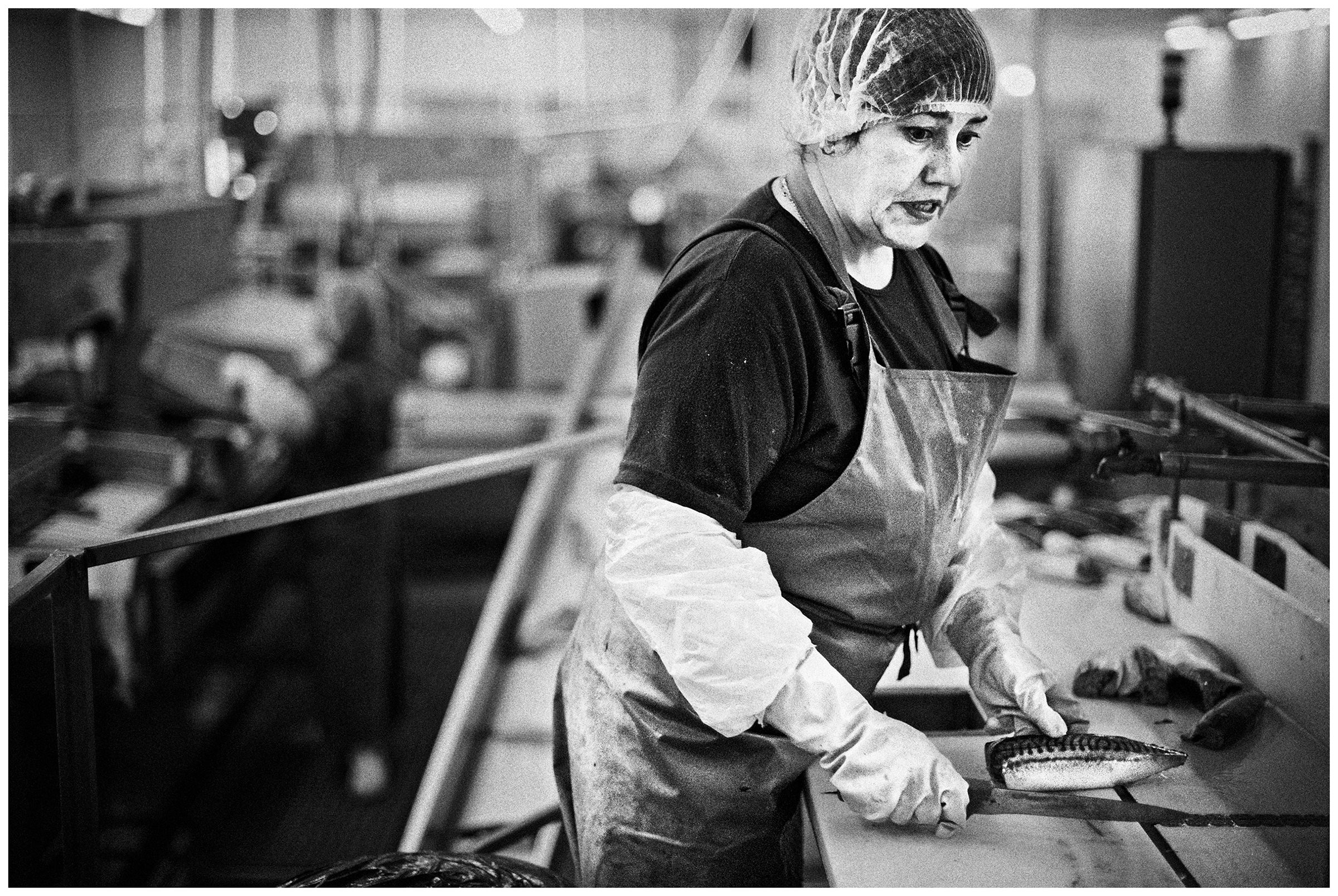 Kaliningrad, Russia. A woman in a fish canning factory processes fish.