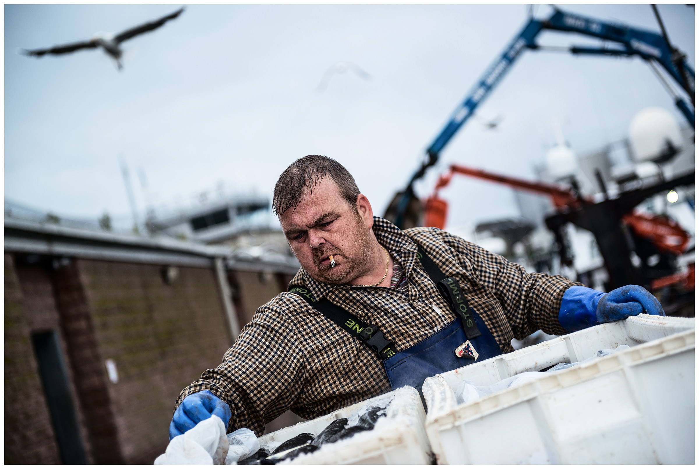 Scotland, Peterhead. Peterhead is known for its fishing port but also for its fish market. A man sorts out fish.