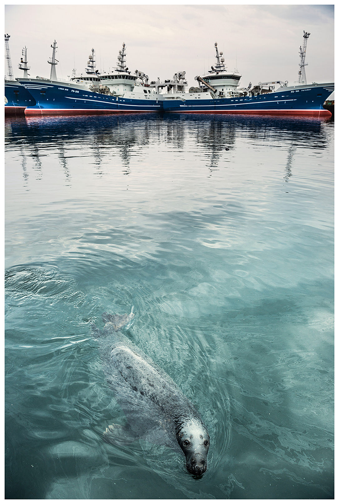 Scotland, Peterhead. Peterhead is known for its fishing port and fish market. The fish, which is decayed, lands in the water, and is eaten by seals and mews.