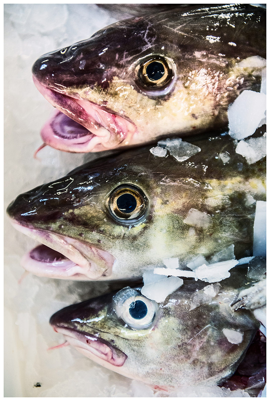 Scotland, Peterhead. Three fish lie in the ice.