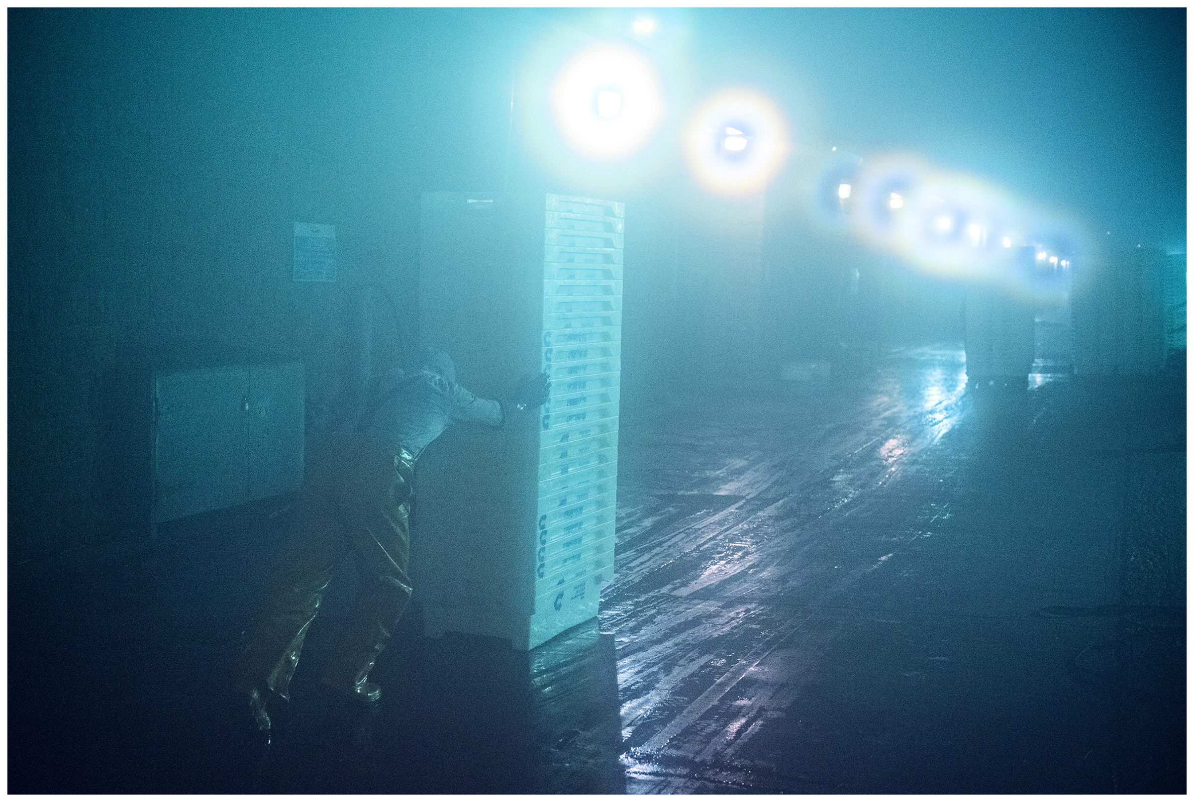 Scotland, Peterhead. A man pushes the plastic boxes with fish in the fishing port.