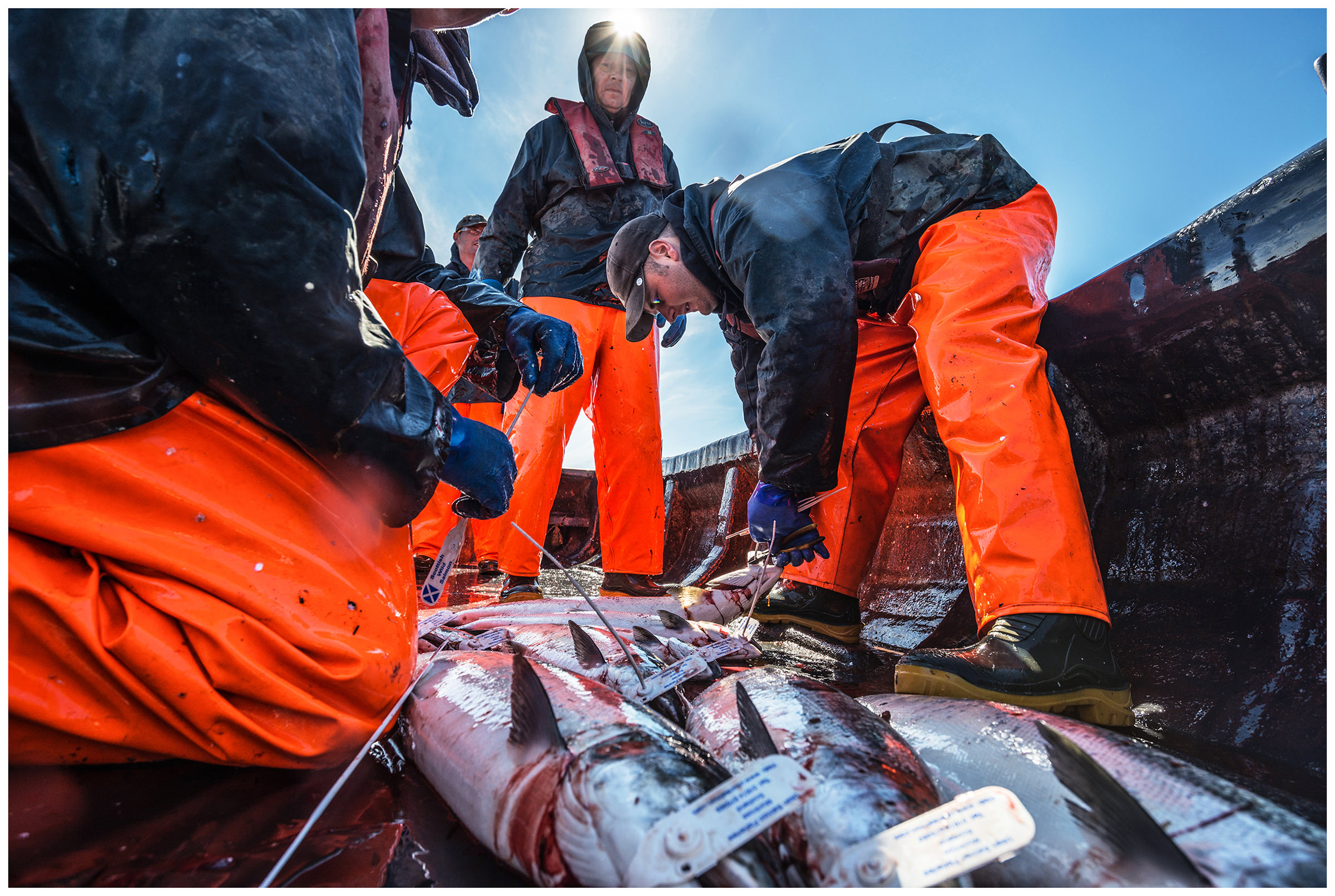 Scotland, Usan Montrose. The family business "Schottish Wild Salmon" is world famous for its high quality wild salmon. The company belongs to the Pullar family.