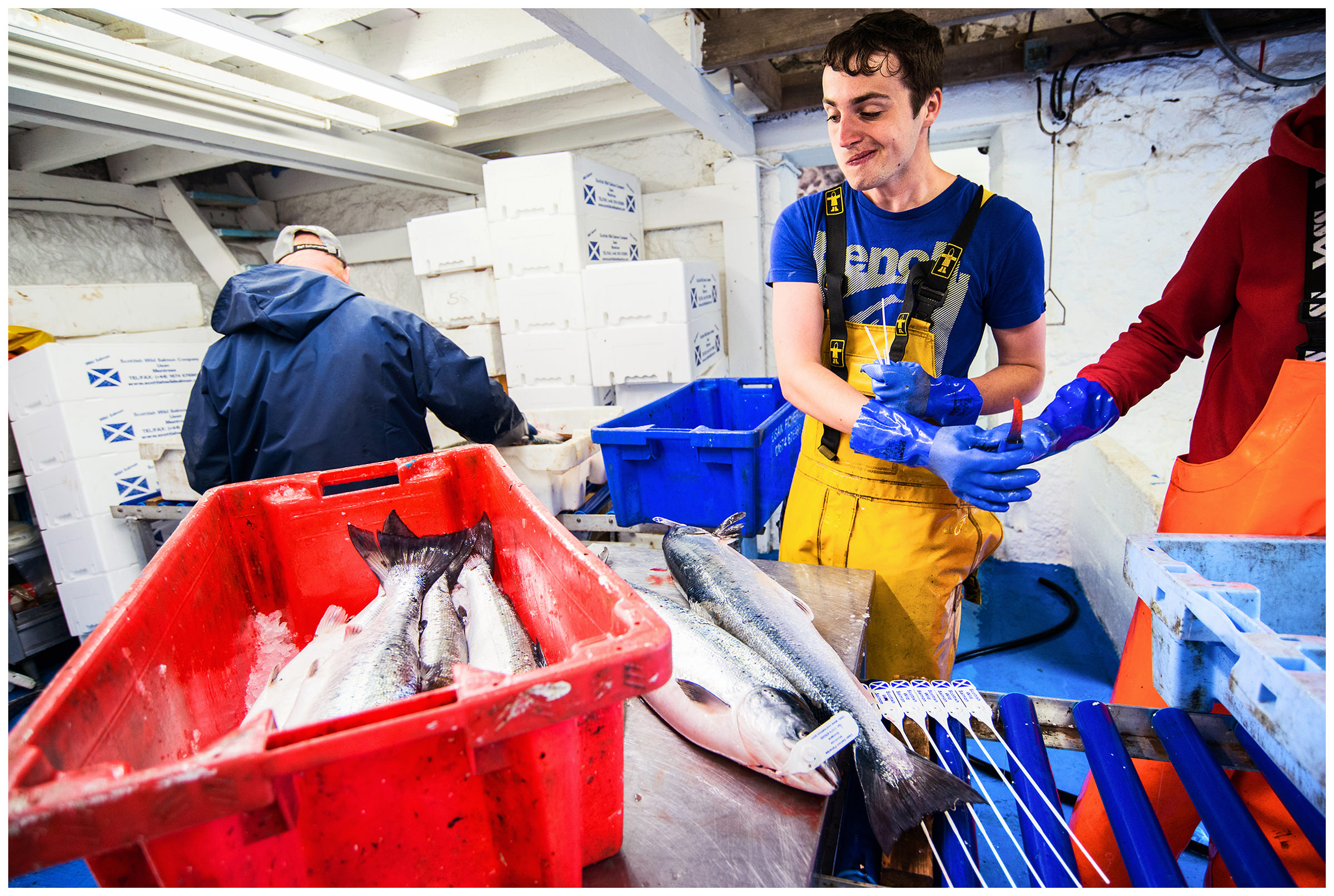 Scotland, Usan Montrose. The family business "Schottish Wild Salmon" is world famous for its high quality wild salmon. The company belongs to the Pullar family. George Pullar's son, Lewis, helps with processing, weighing and packing.