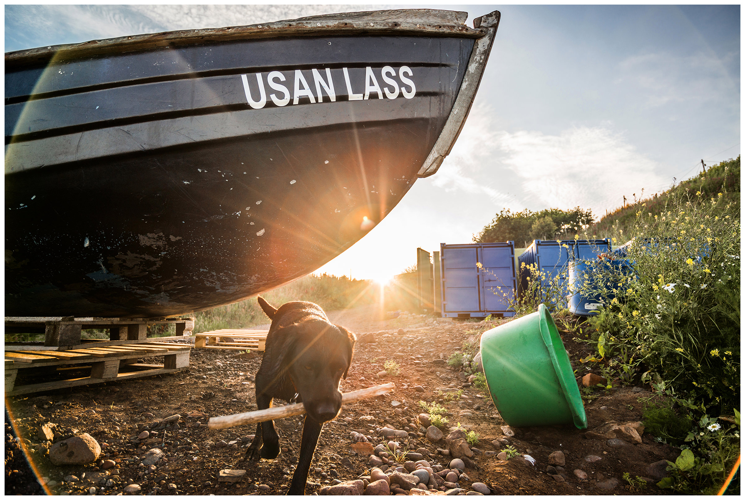 Scotland, Usan Montrose. The family business "Schottish Wild Salmon" is world famous for its high quality wild salmon. The company belongs to the Pullar family. The dog of the Pullar family plays near the small harbour.