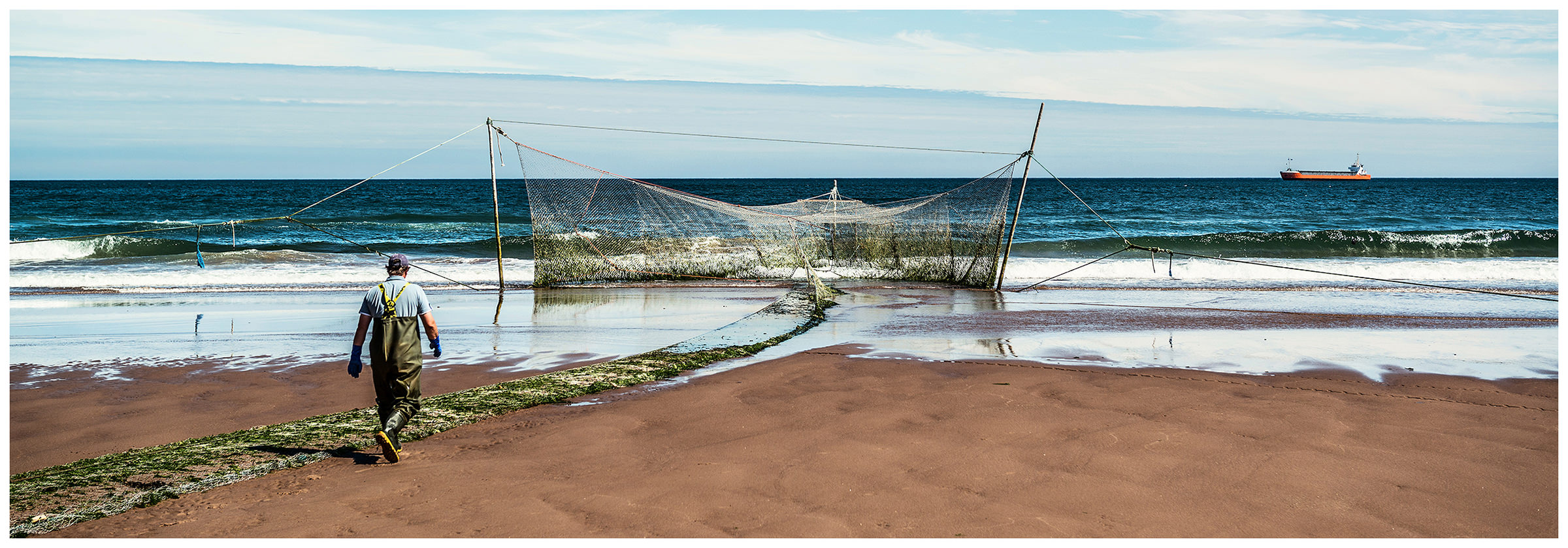 Schottland, Usan Montrose. Ein Man geht ins Meer, aufgestellten Netze zu pruefen und, falls noetig, zu reparieren.