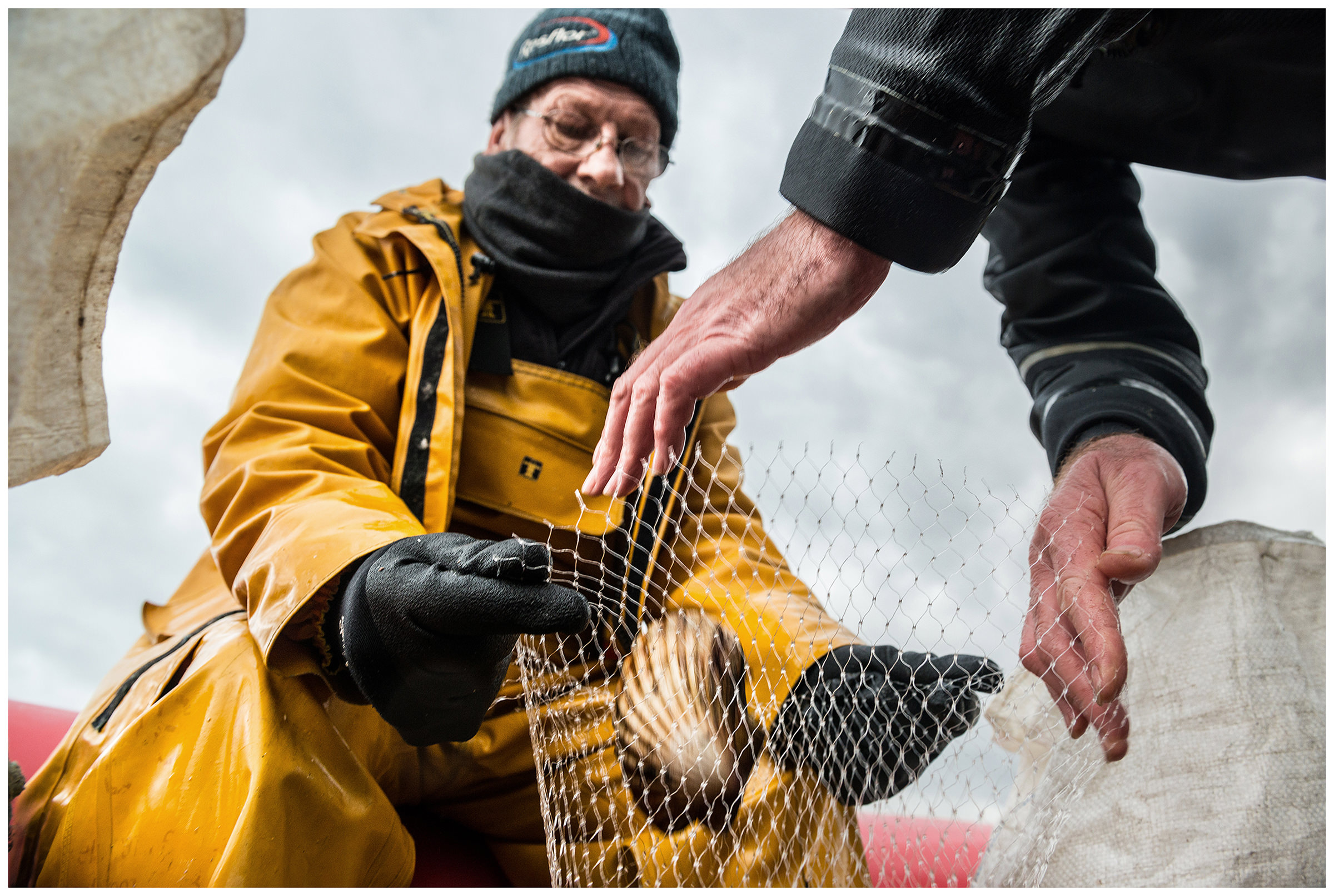 Scotland, Isle of Skye, Sconser. Scallop collectors pack their catch.