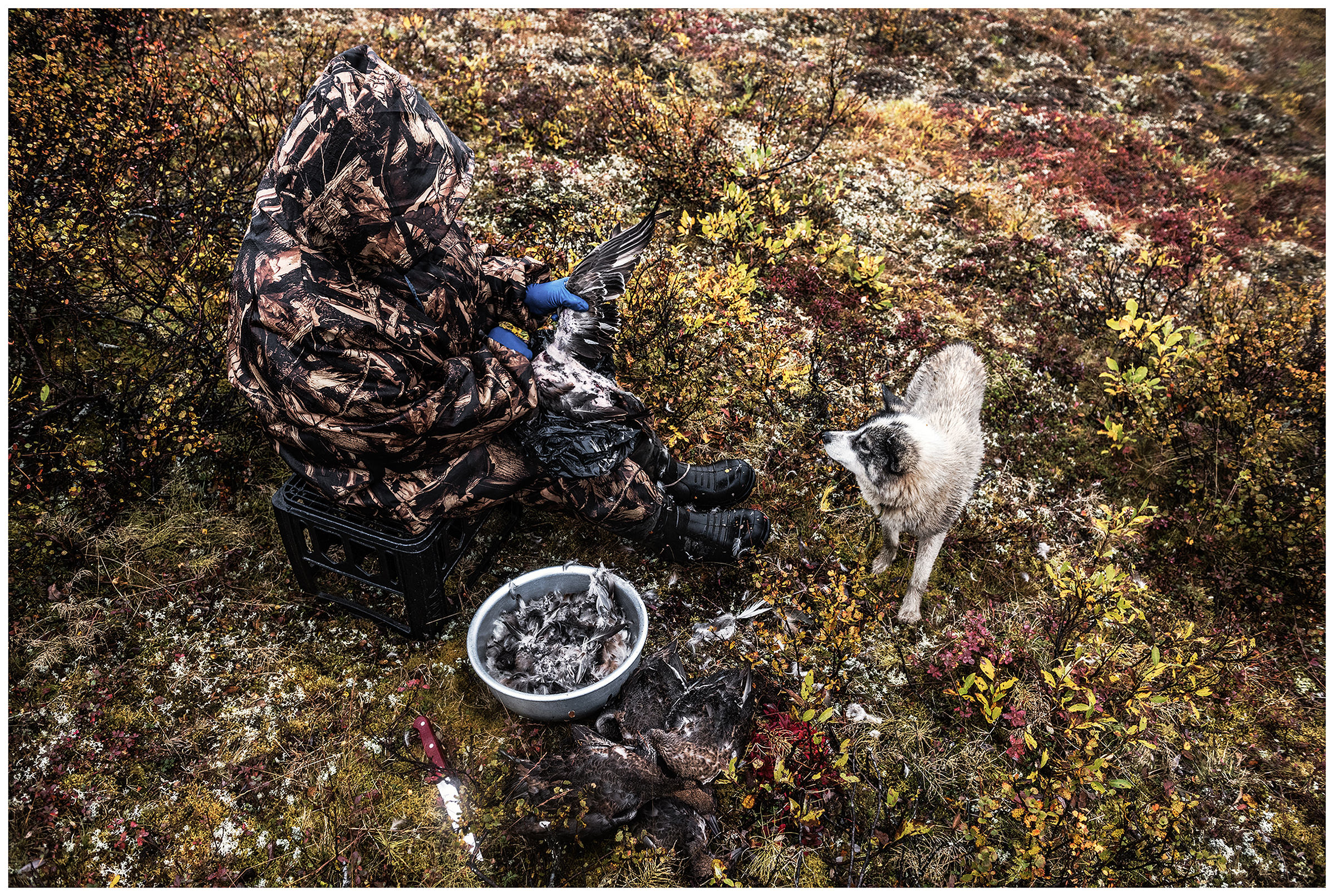 Nenets Autonomous Okrug, Komi Republic, Russia. A reindeer herder prepares a wild duck.