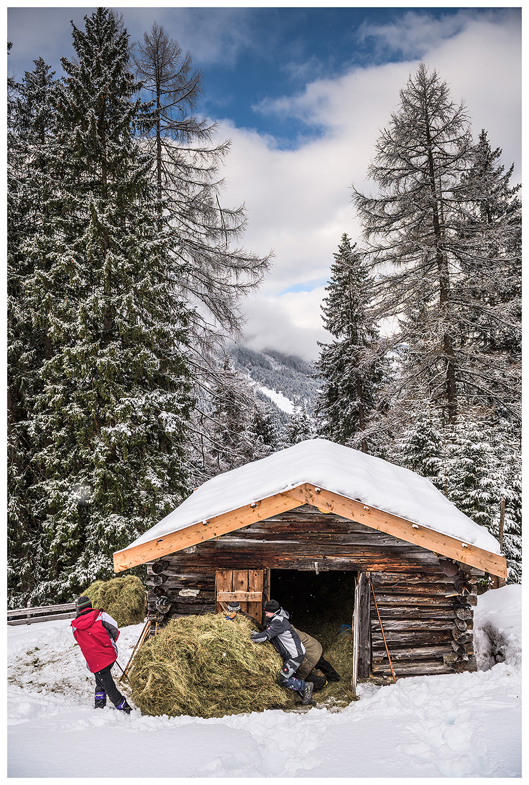 Valsertal, Wipptal, North Tyrol, Austria. The hay pullers pull the sleigh with hay out of the barn.