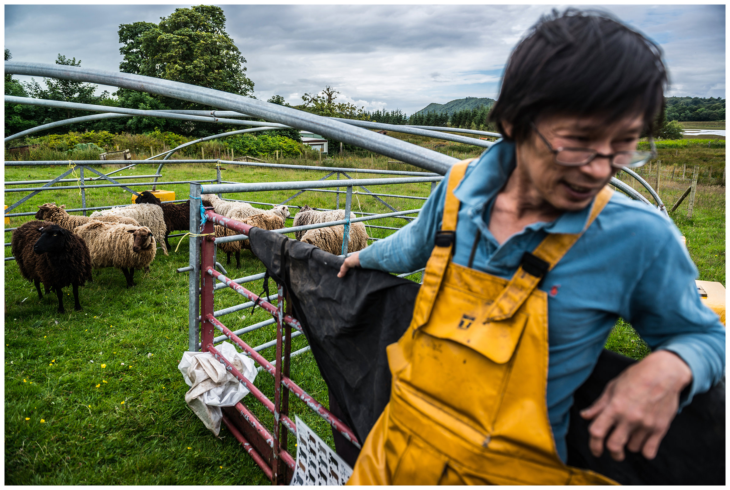 Scotland, Benderloch A shepherd stands beside his sheep