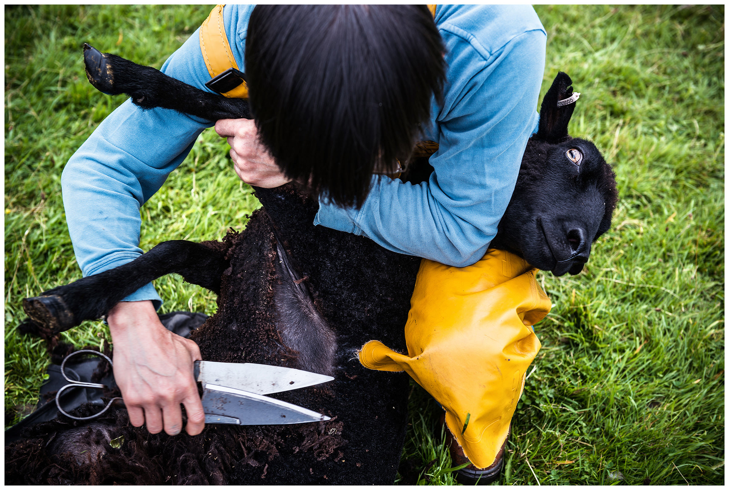 Scotland, Benderloch A shepherd shears a sheep.