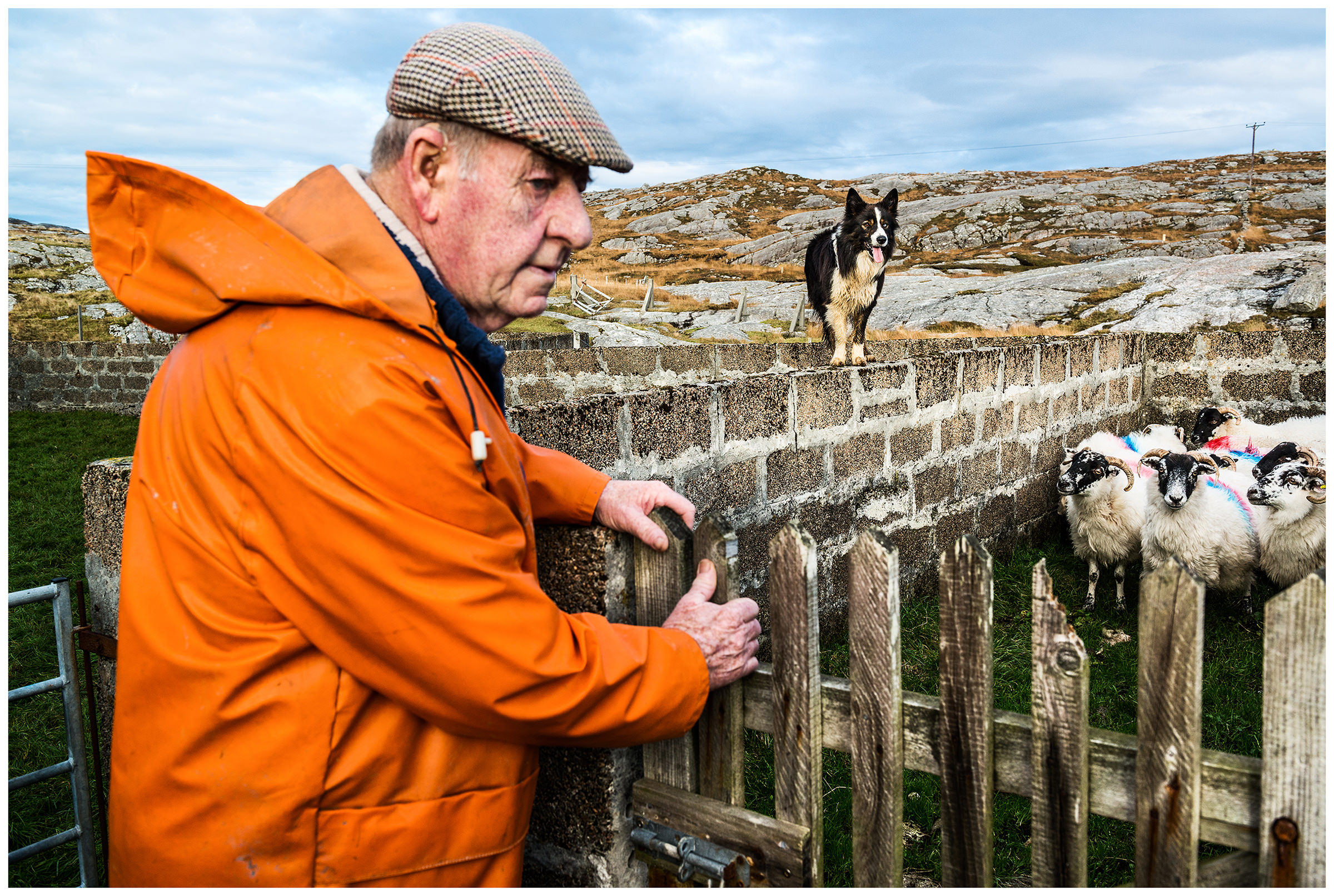 Scotland, Isle of Harris. A shepherd with his border colli stands next to his sheeps.