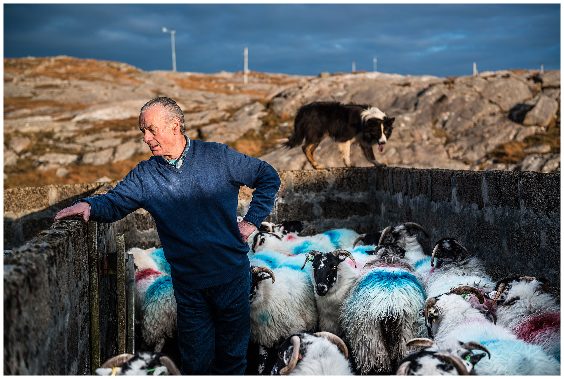 Scotland, Isle of Harris. A shepherd with his border colli stands next to his sheeps.