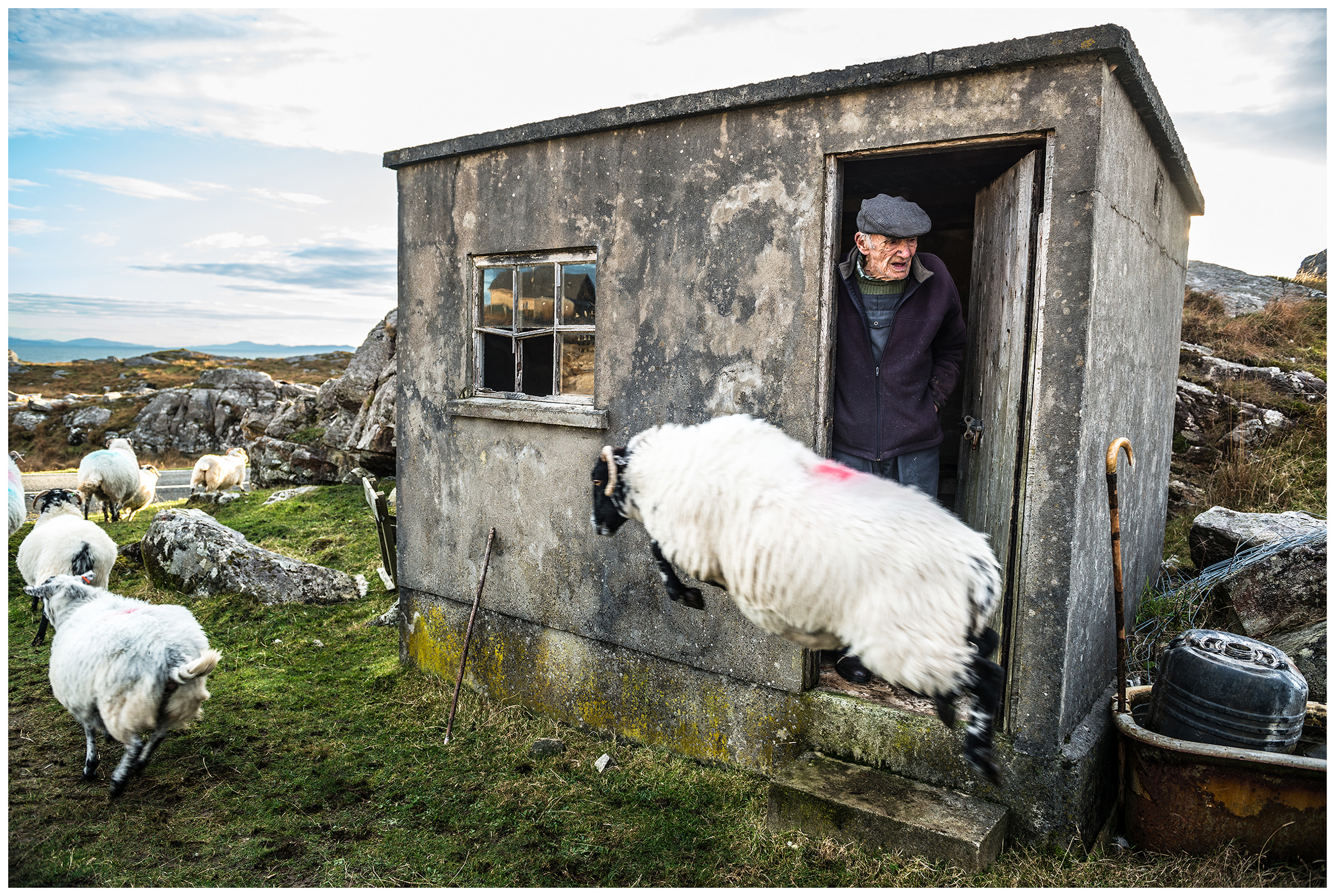 Scotland, Isle of Harris. An old shepherd watching the sheep run away from their paddock. A ram jumps in front of him.