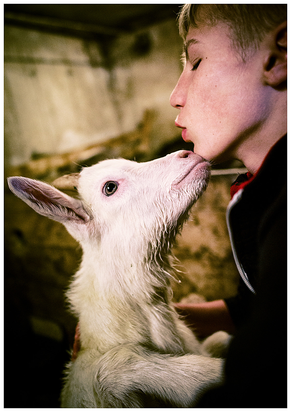 Padaun, Varseltal, Wipptal, North Tyrol, Austria. A farmer's son strokes a goat.