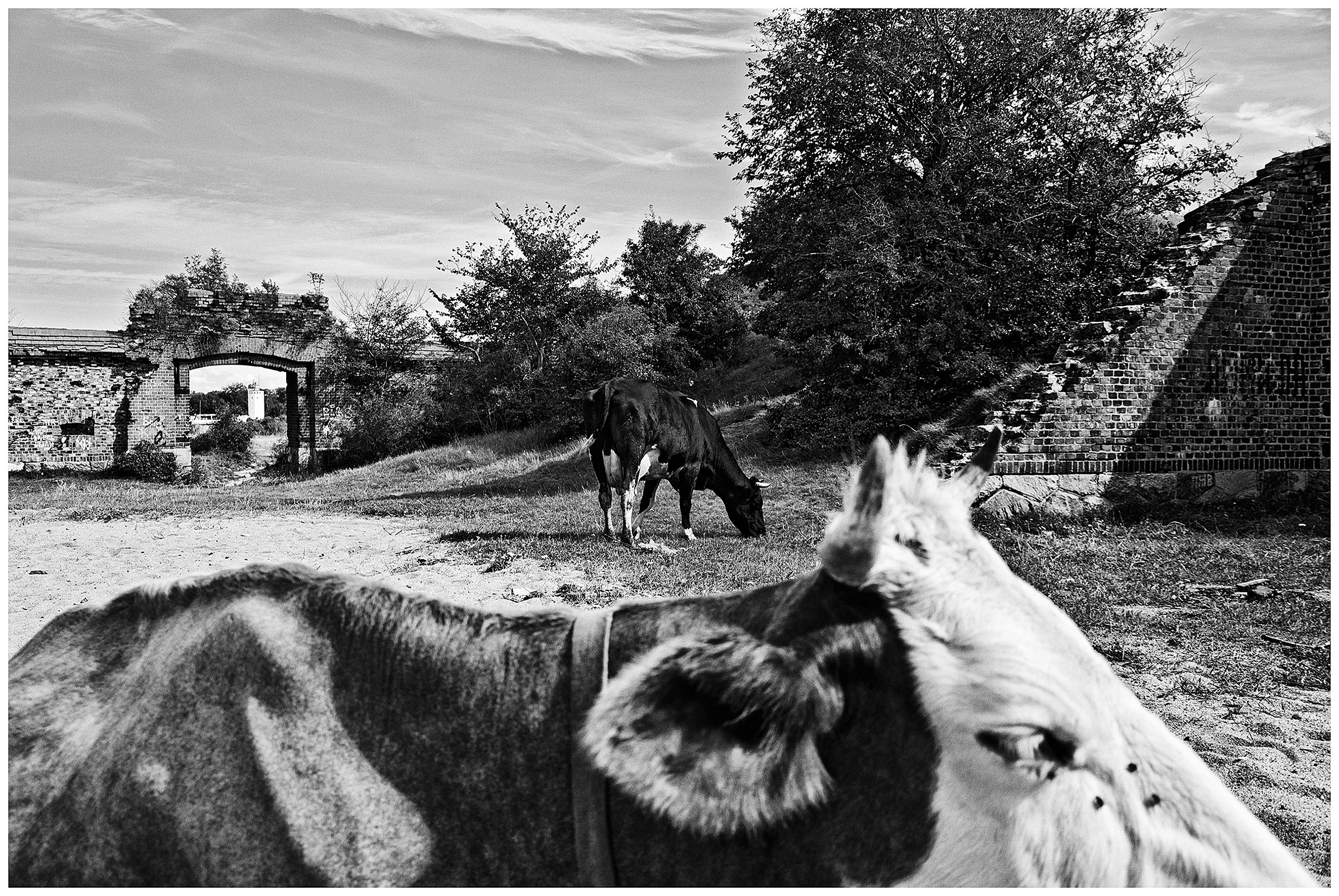 Kaliningrad, Russia. Cows grazed on the territory of an old Prussian fortress in Baltiysk.