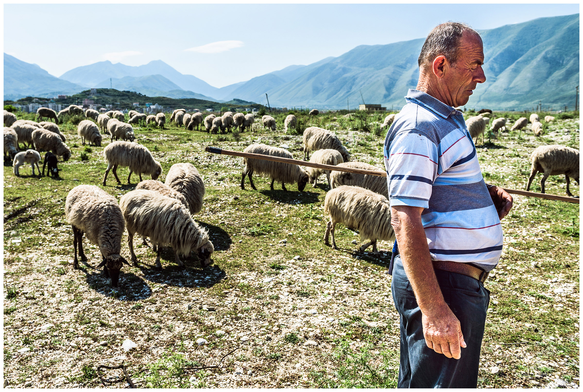 Albania, Orikun. A shepherd stands in front of his flock.