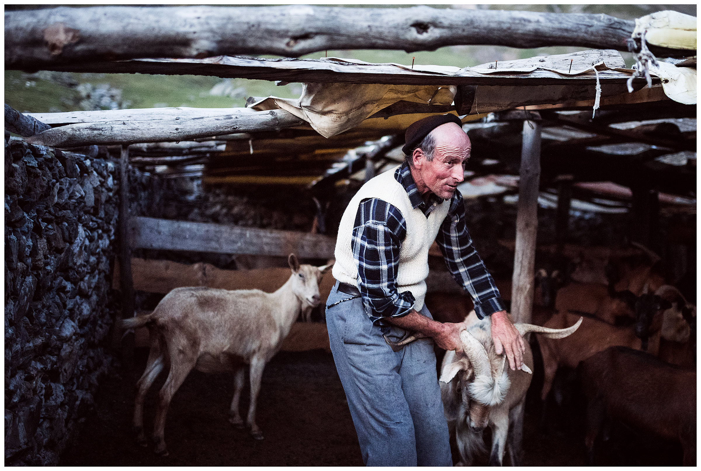 Doberdol, Albania. A man keeps a billy goat by the horns in a stable in the mountains.