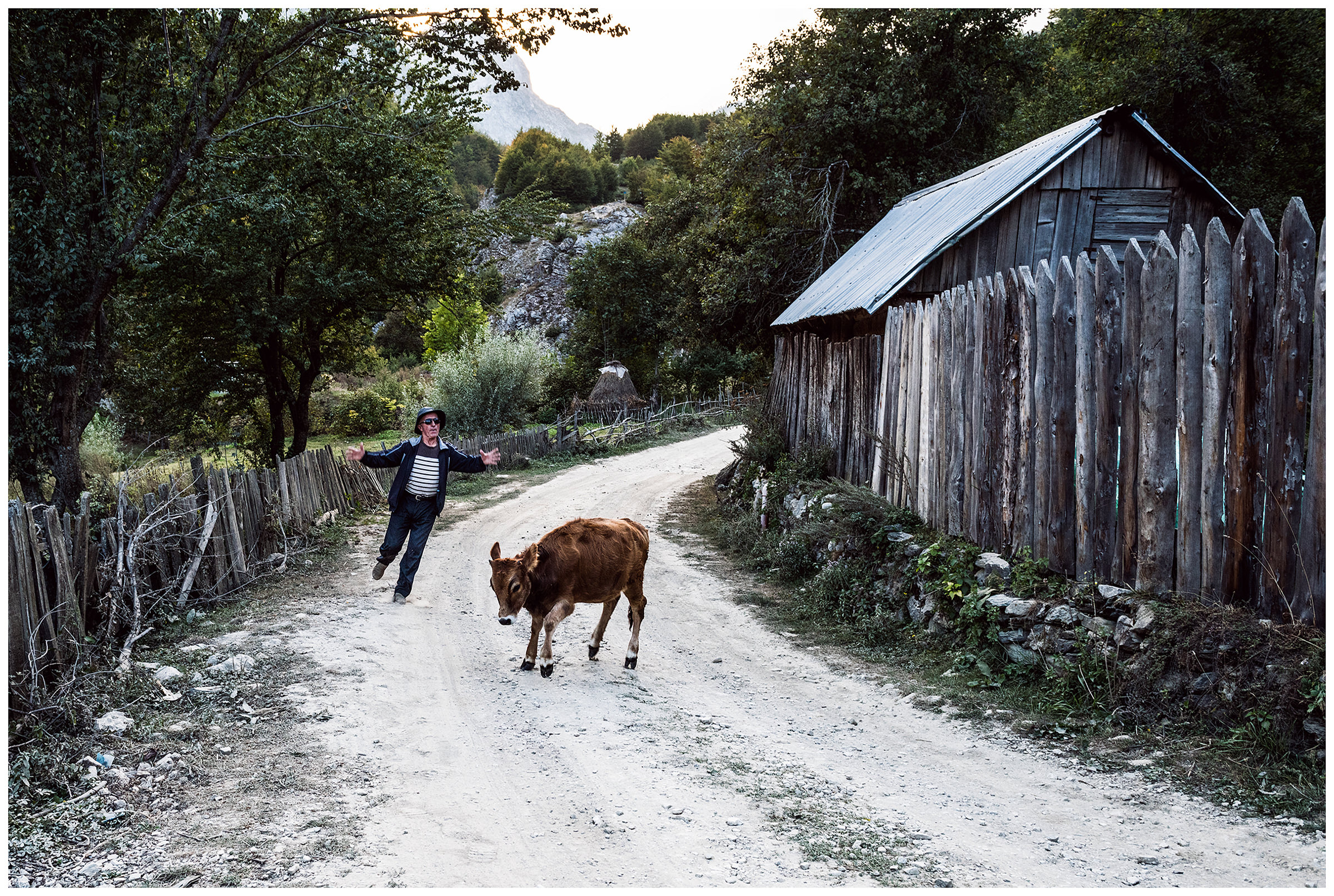 Cerem, Albania. A man tries to chase a calf away from the road because a car is approaching.