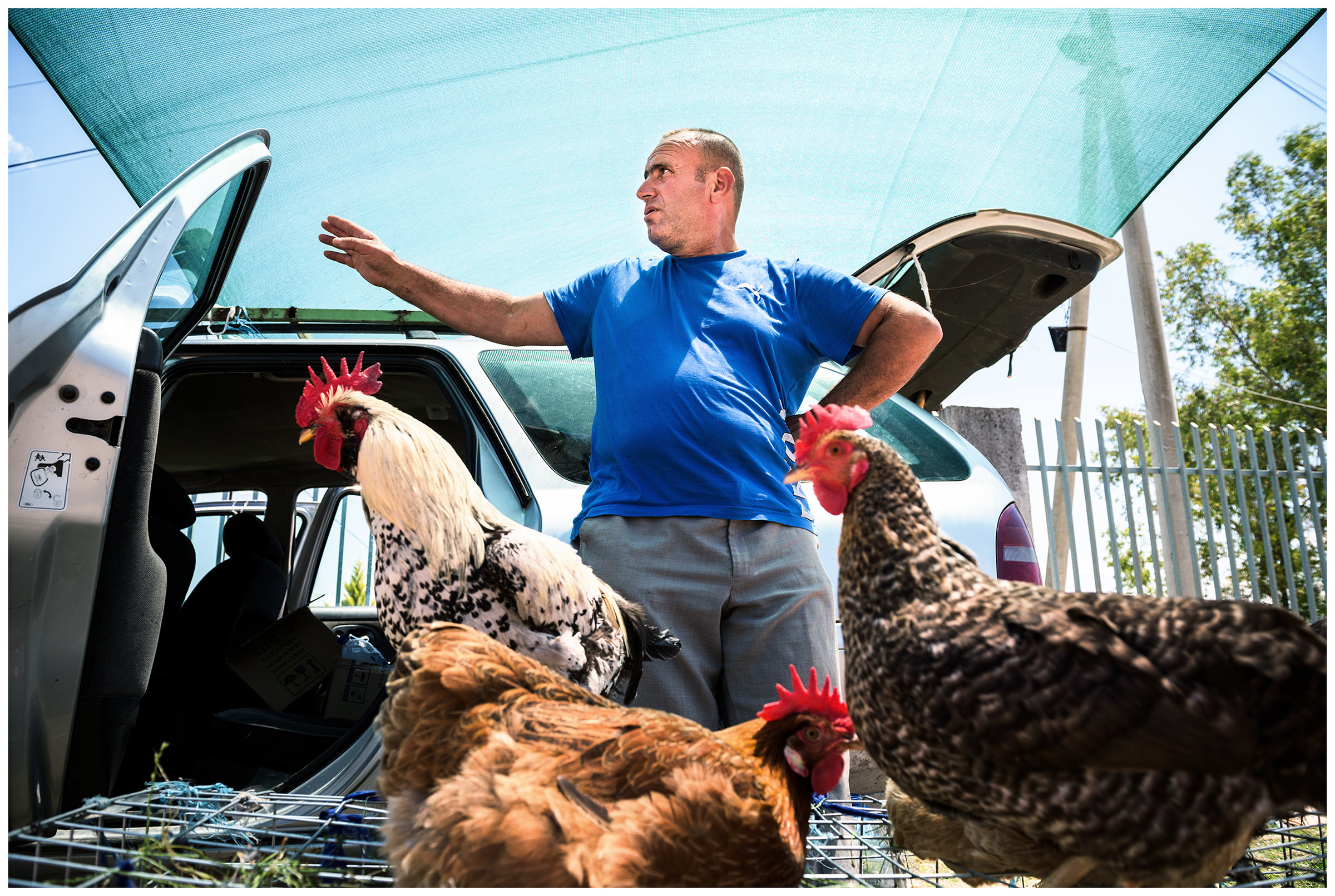 Albania, Quark Fier. A man sells chickens and ducks on the roadside.