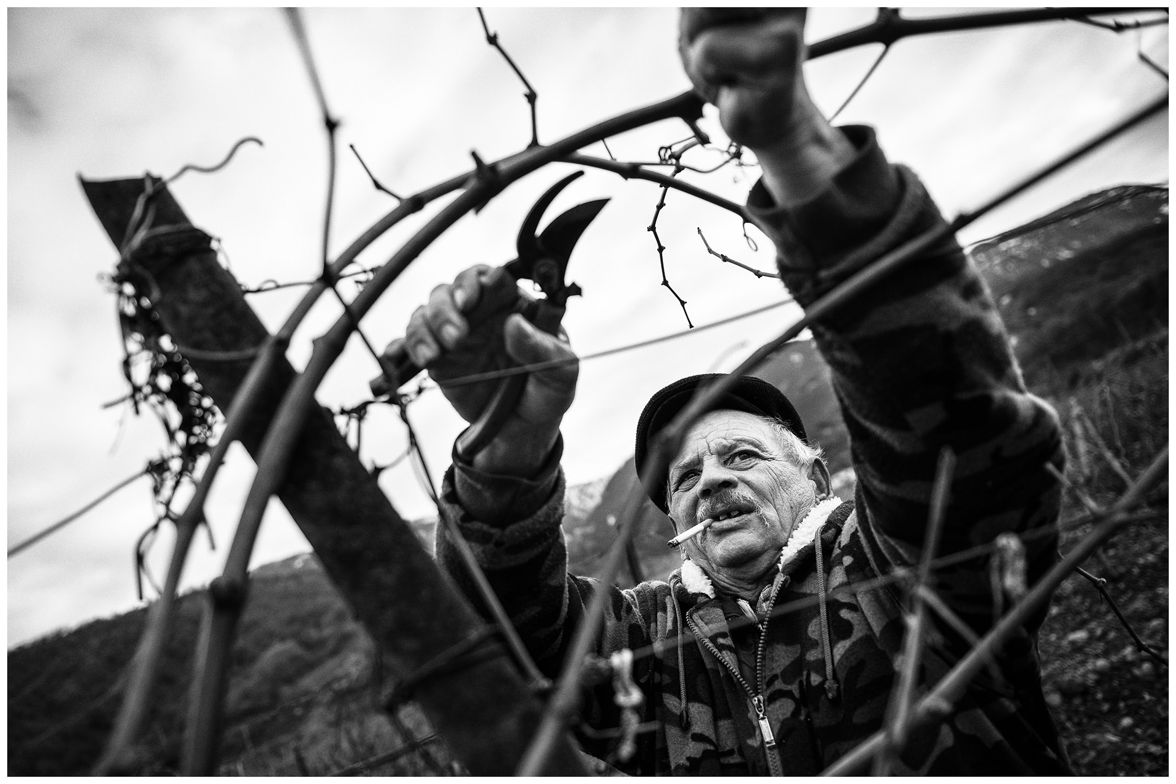 Village Mezhdurechye, Crimea. A man pruning vines.