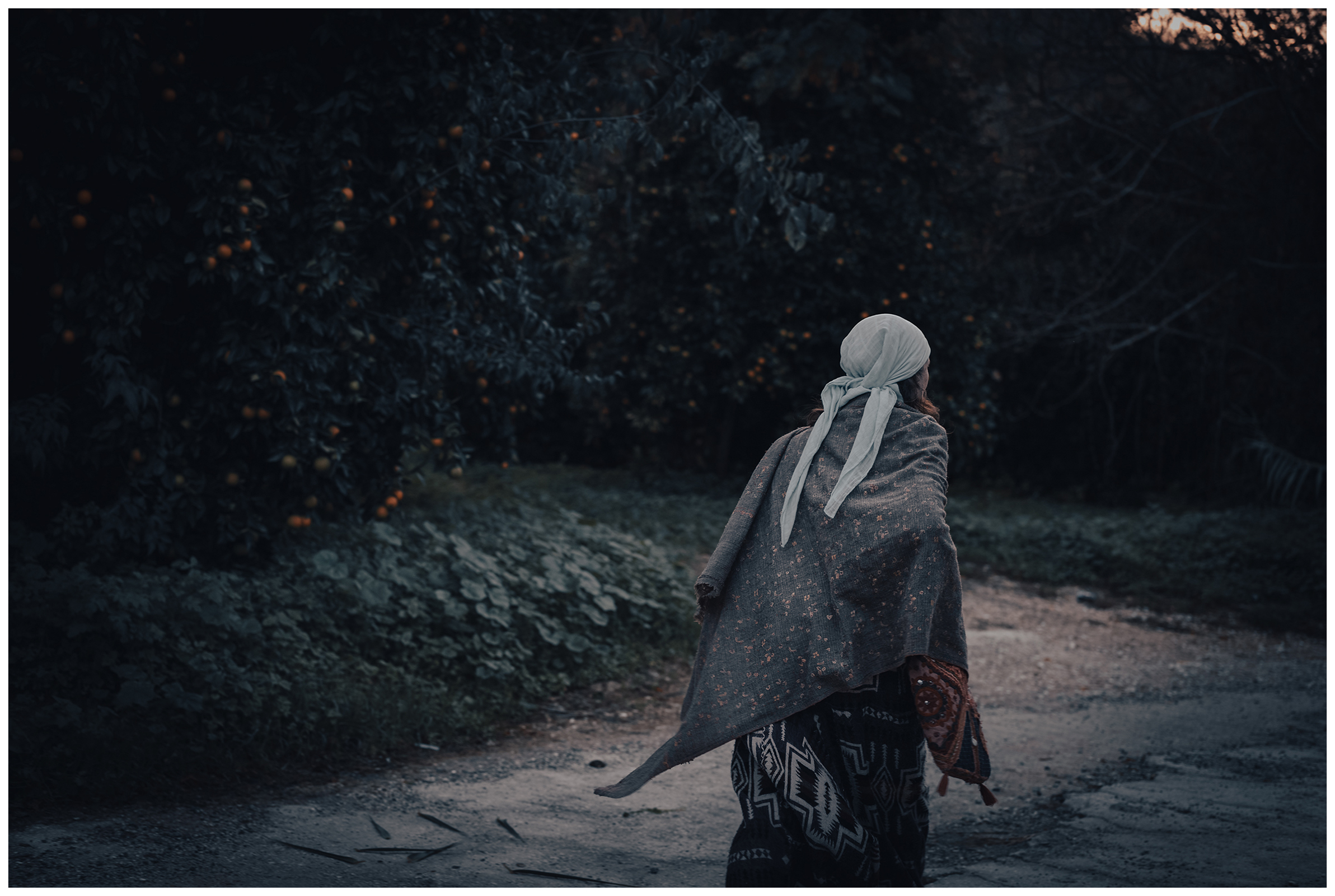 Miliou, Cyprus. A Israeli woman wearing a headscarf walks through a tangerine grove.