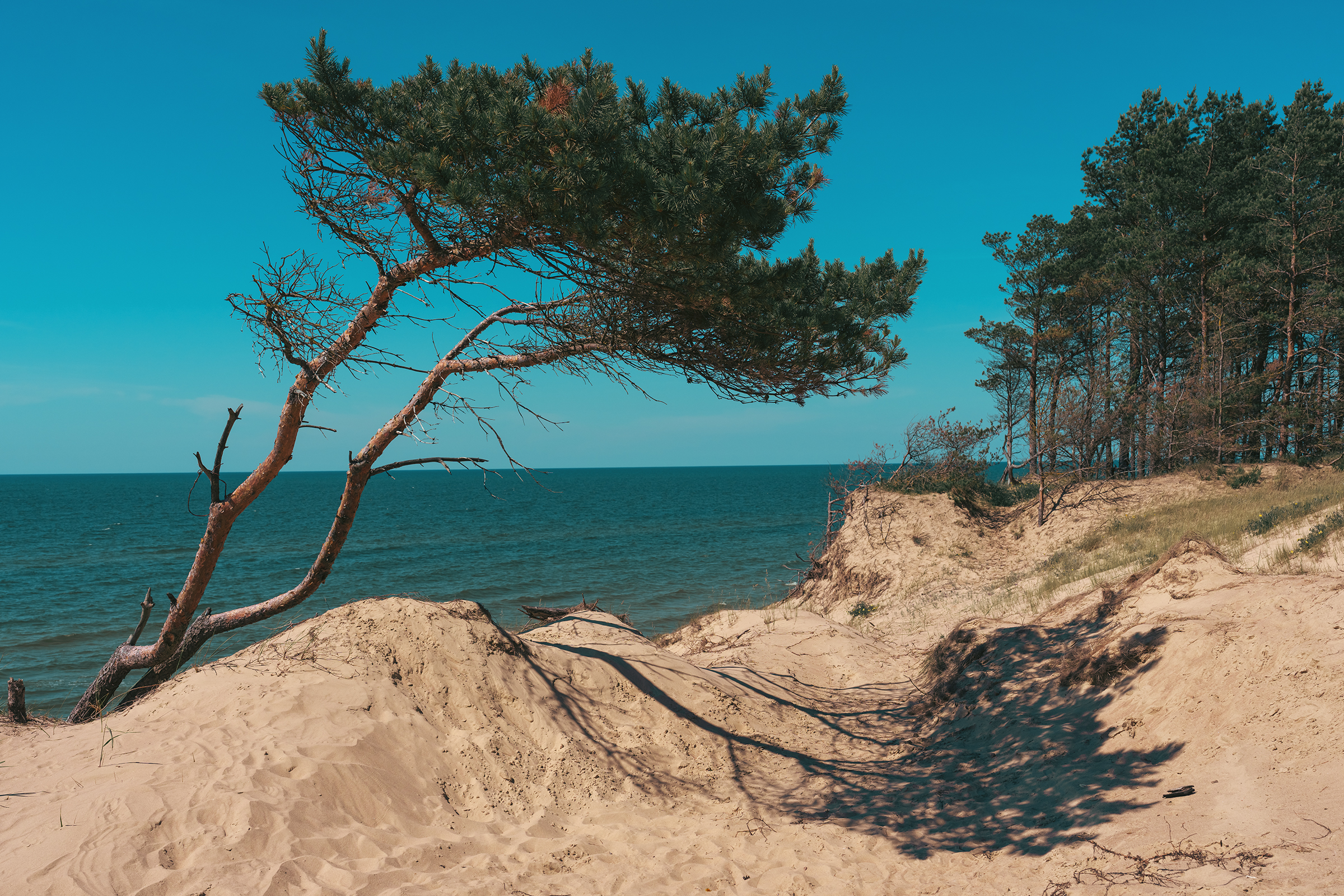 A lone pine tree leans over sandy, eroded dunes along the Baltic Sea coastline in Latvia under a clear blue sky.