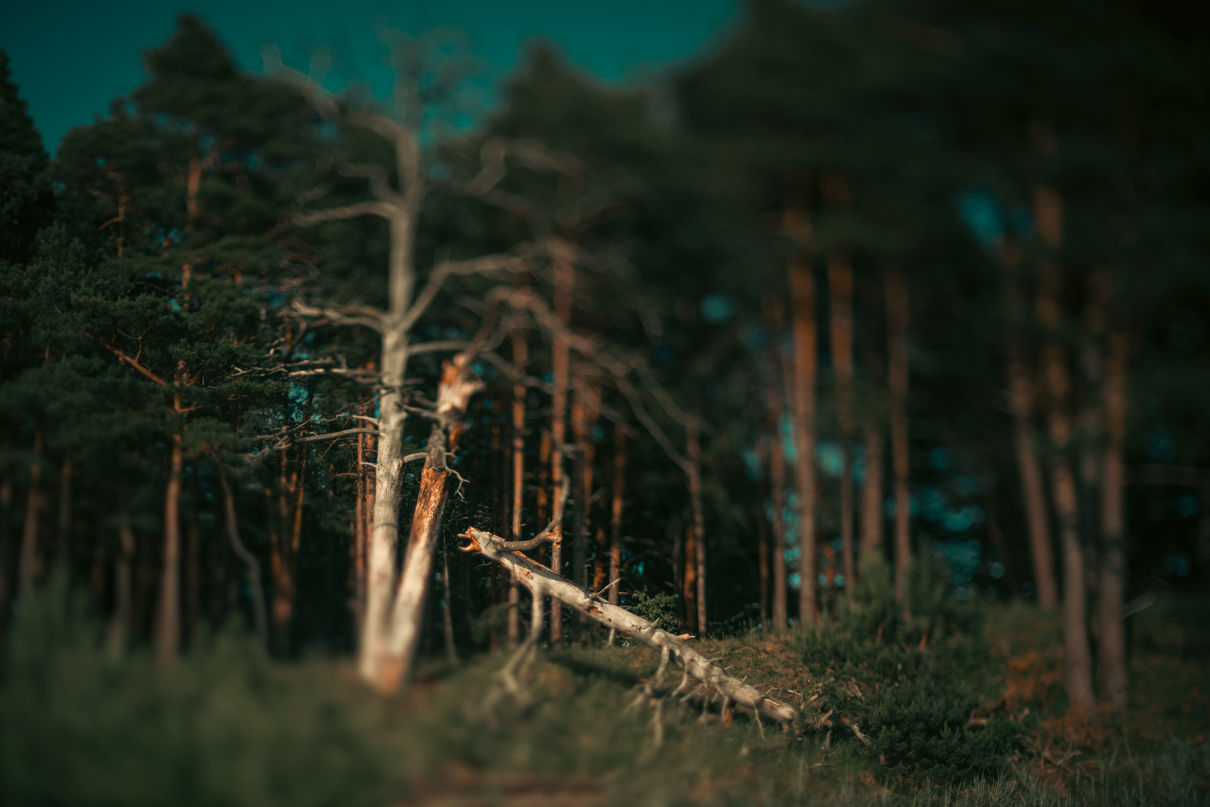 A dead pine tree has fallen among the tall green trees of a coastal forest in Latvia.