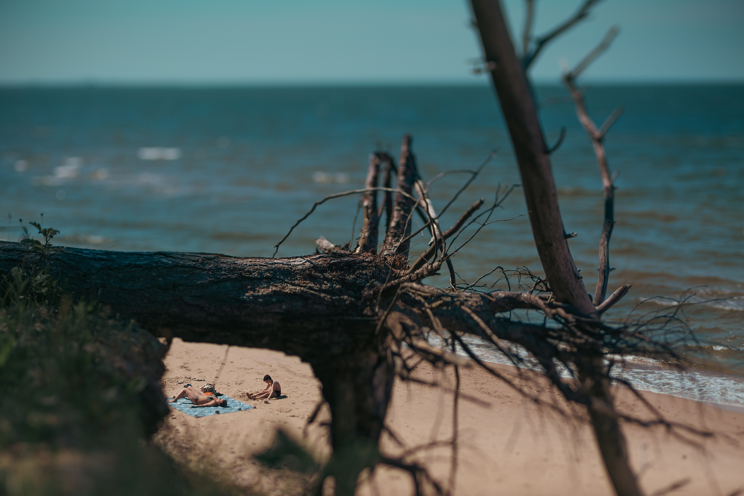 People sunbathe on a sandy beach in Latvia, framed beneath the roots of a fallen tree lying on an eroded cliff.