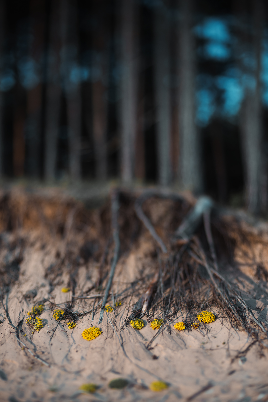 Yellow wild flowers grow among exposed roots on an eroded sandy coastal embankment in Latvia.