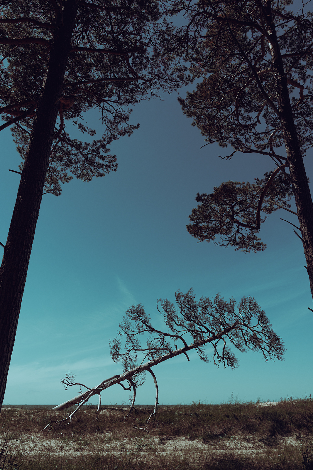 A leaning, weather-beaten pine tree lies close to the ground on a coastal dune in Latvia, framed by tall pine trunks against a clear blue sky.