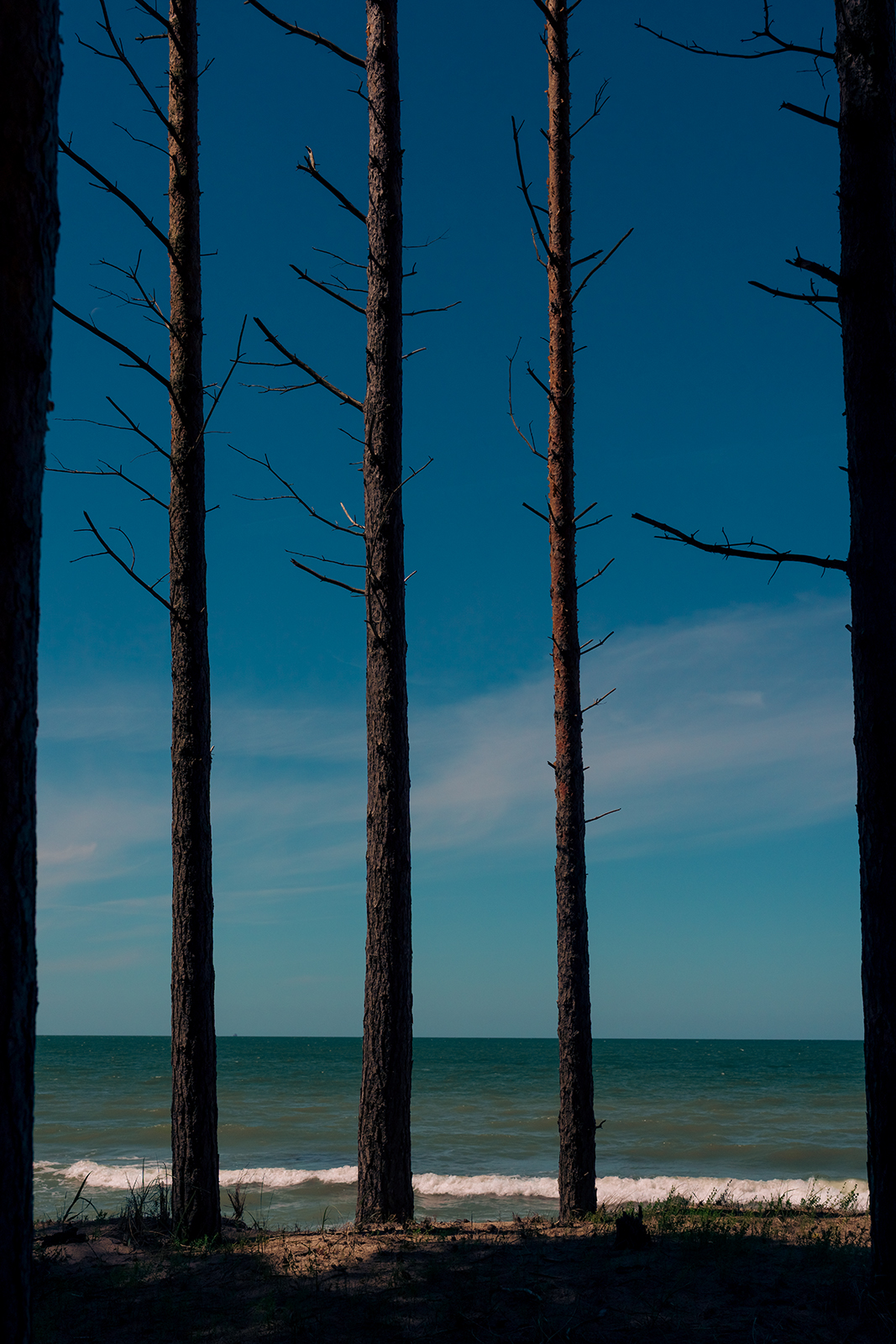 Tall, slender pine tree trunks stand in a row along a sandy ridge overlooking the sea in Latvia under a clear blue sky.