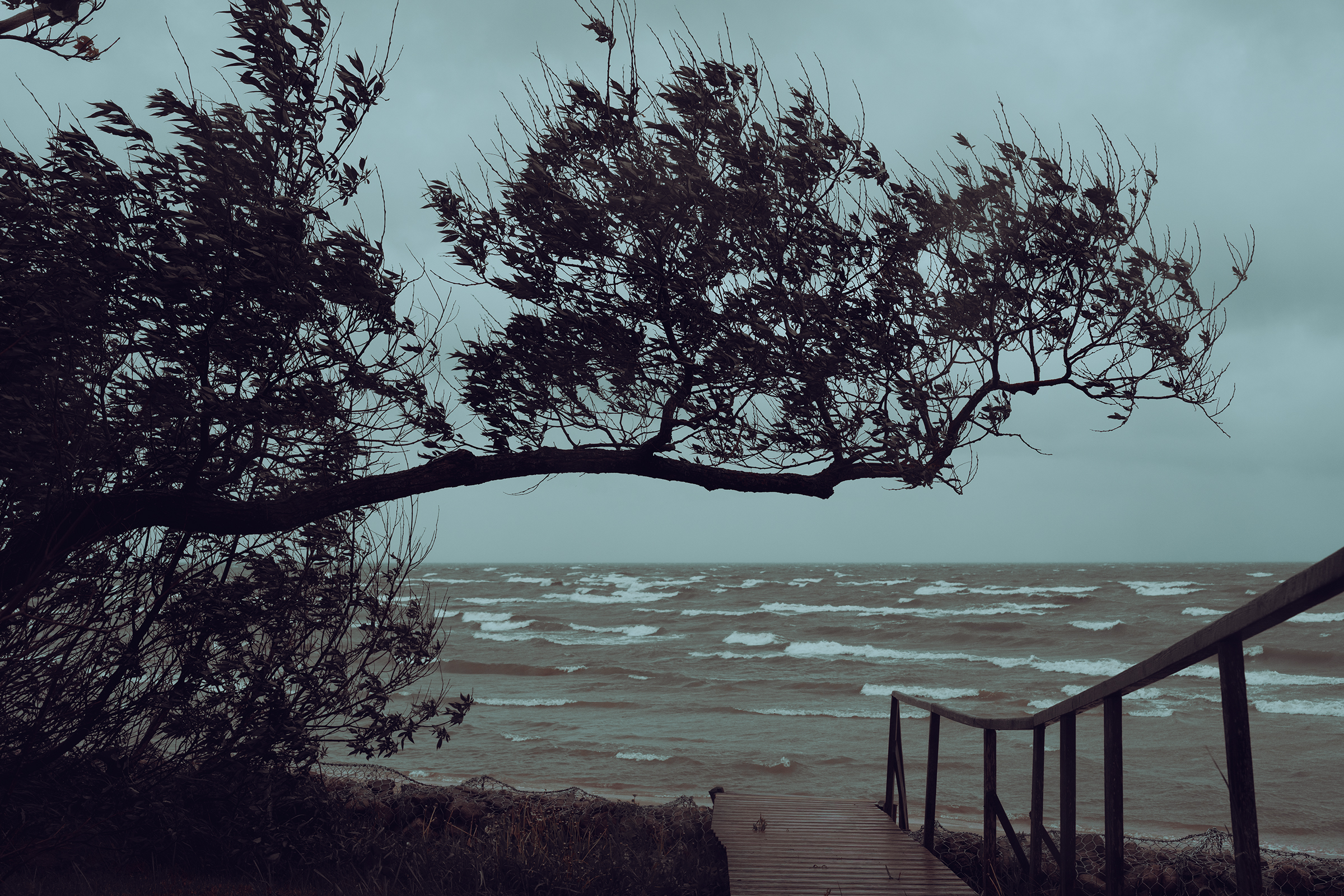 A windswept tree arches over a wooden staircase leading down to a choppy, whitecapped sea in Latvia under a stormy grey sky.