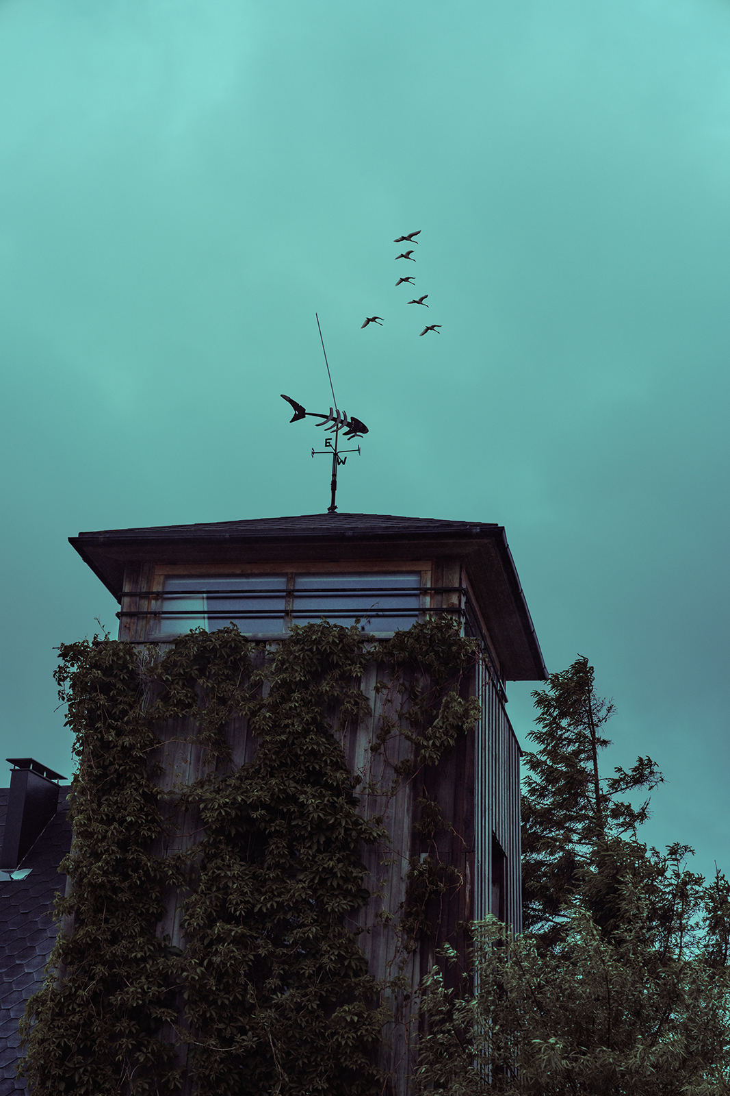 A wooden tower overgrown with climbing ivy features a fish skeleton weather vane on top, with a flock of birds flying past under a muted teal sky in Latvia.